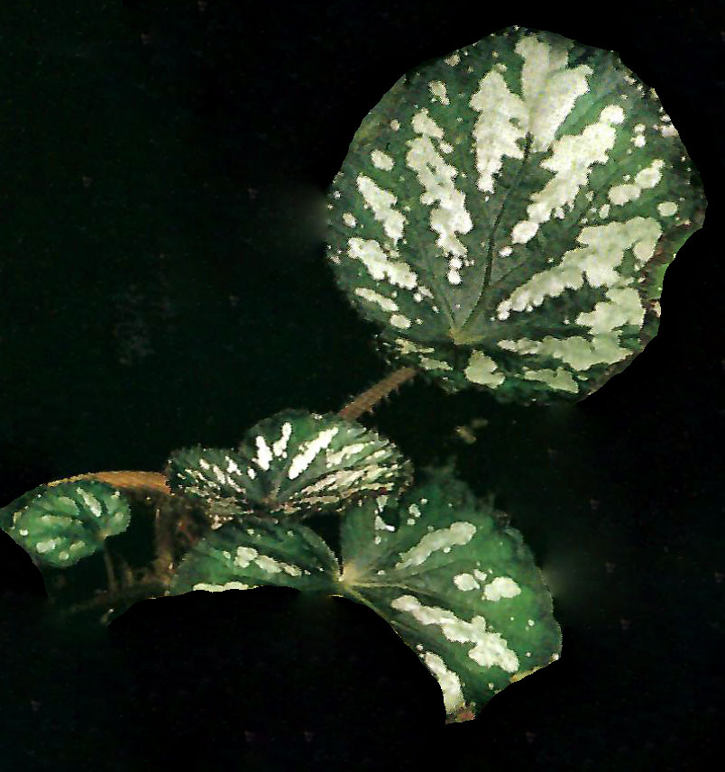 B. ‘Murasakishikibu’